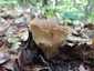 Bordás serleggomba (Helvella acetabulum), Budai-hegység